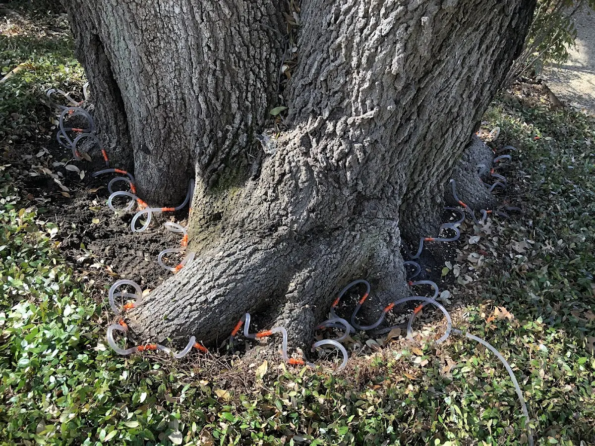 Detailed Tree Cabling and Bracing job site in Kill Buck