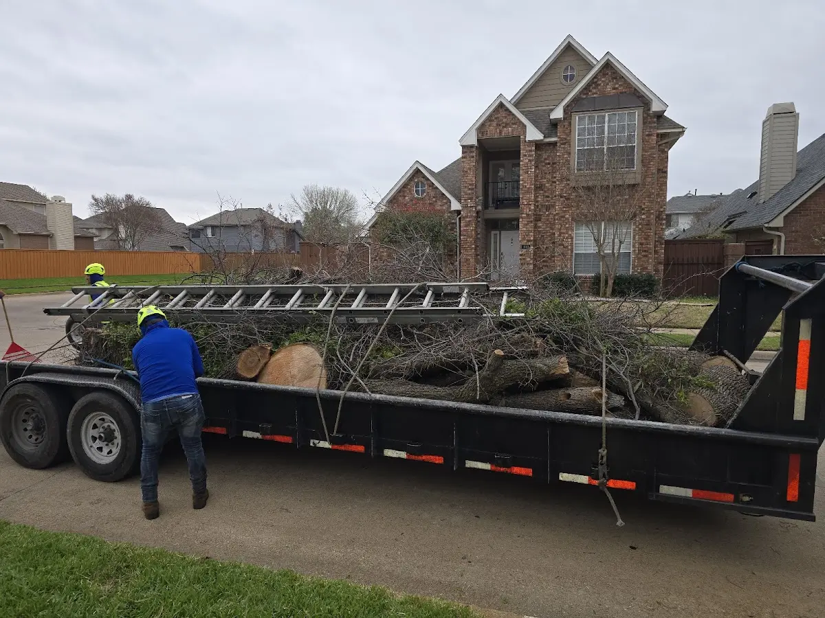 Expert Tree Removal with proper safety equipment in Kill Buck